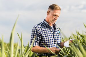 Protegendo sua Propriedade: Dicas para Economizar no Seguro Rural